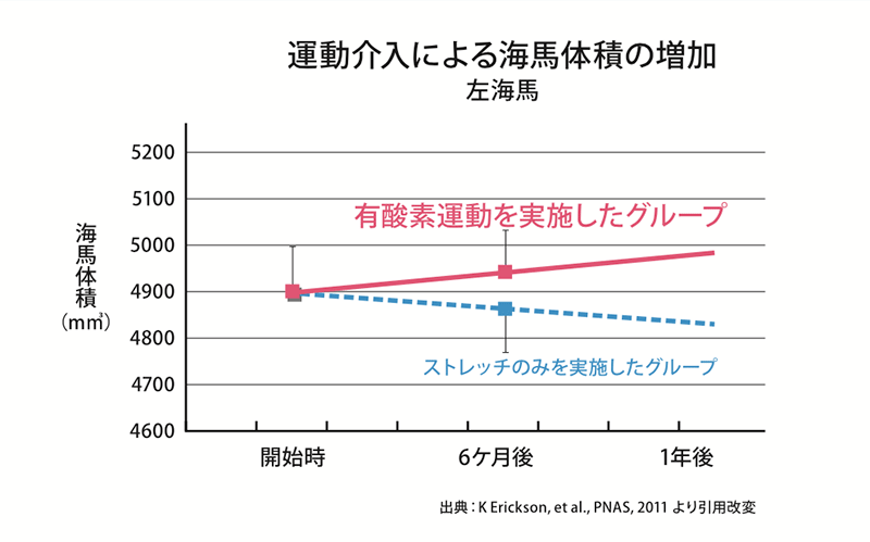 運動介入による海馬体積の増加