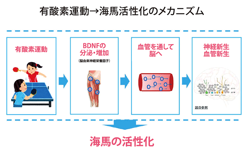 有酸素運動→海馬活性化のメカニズム